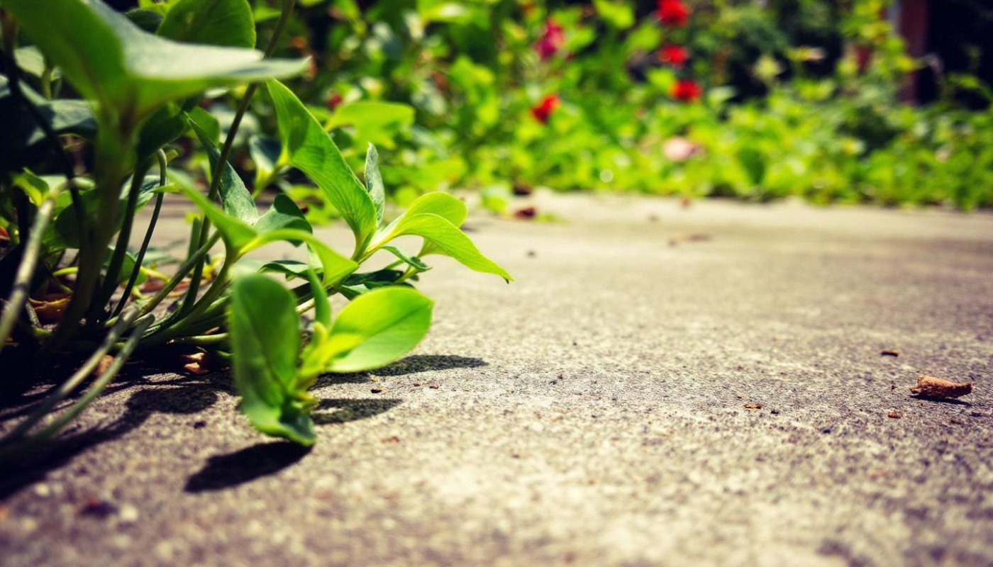 Les méthodes écologiques pour protéger le béton des parasites